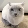 catchill
