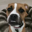 rosie
