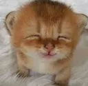 bigpoohappy