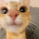 neko_hi