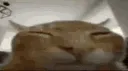 buhboom