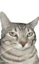 ponder_yes