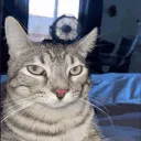 ponder_madness