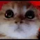 1c_angry_cat