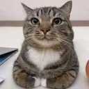 dandoucat dandoucat