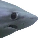 sideshark