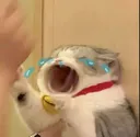 catcrying