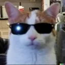 cat_sunglass
