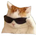 cat_dab