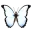 DButterfly4