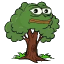 Elm