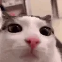plink
