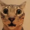 CatWtf