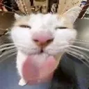 CatLick