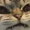 catmad