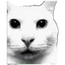 catstare
