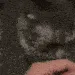 CatStare