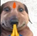 dog_namaskar