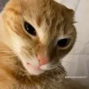 Sus Sus