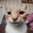 stare