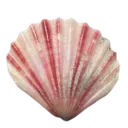 0_1Seashell