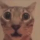 catshocked00