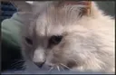 loafSideEye