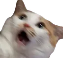 3CatShocked