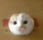 _Cat_Bopping