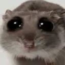 bibi bibi