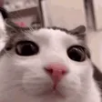 nbkguaBlink nbkguaBlink