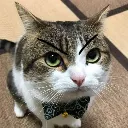 CatMadQuality
