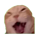 hahamaccuoi hahamaccuoi