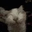 LHU3_cat_laugh LHU3_cat_laugh