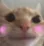 Zhappycat