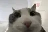 mfw mfw