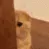 shypeek