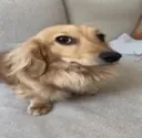 cachorrobesta