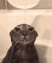 bruh