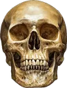 relskull