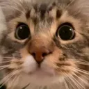 gizmoEyes