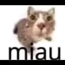miau miau