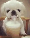 dogdrinking