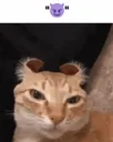 Evil_kat