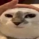 bruh
