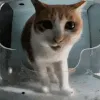 sniffsniff