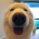 happ
