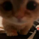 CatLook