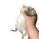 7shaking_rat_R
