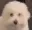 doge